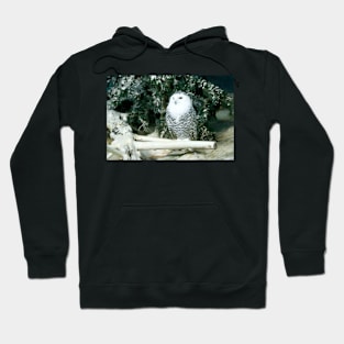 Snowy Owl Hoodie